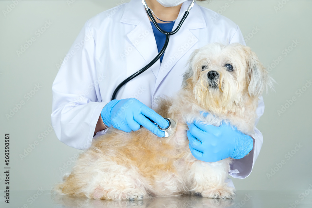 A veterinarian checks the dog's health with a stethoscope.
pet treatment concept A veterinarian checks the dog's health with a stethoscope.
pet treatment concept