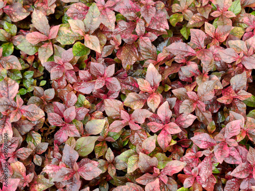 A close-up shot of a bush with dense red leaves