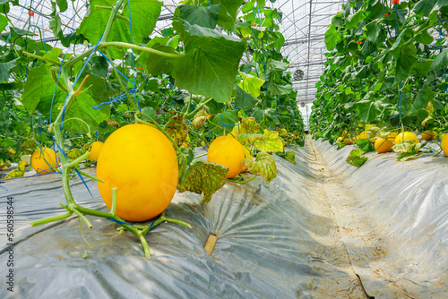 A lot of Canary Melon, bright-yellow elongated melon with a pale green. organic yellow cantaloupe melon or golden melon ready to harvesting in the greenhouse, alisha
 photo