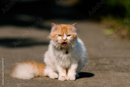 Portrait orange and White Persian Cat