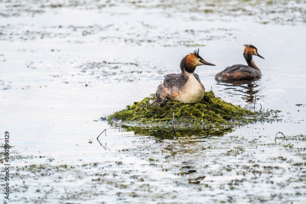 A pair of water birds, Great Crested Grebe, feeding chick at nest. A pair of water birds, Great Crested Grebe, feeding chick at nest.