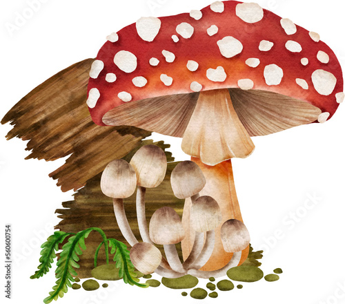 mushroom forest watercolor  illustration botanical