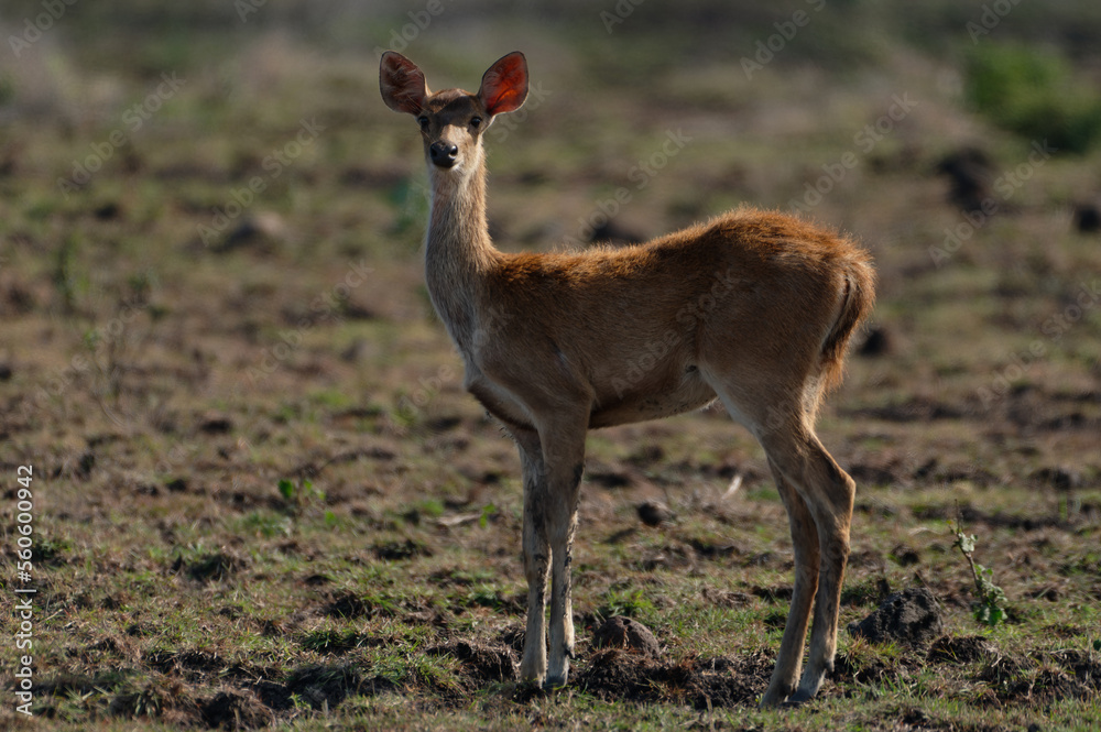 Fototapeta premium Javan rusa, Rusa timorensis in Baluran National Park, East Java, Indonesia