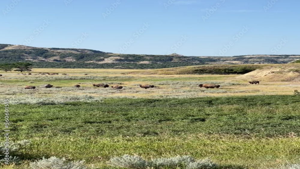 herd of bisons in an open landscape in North Dakota herd of bisons in an open landscape in North Dakota