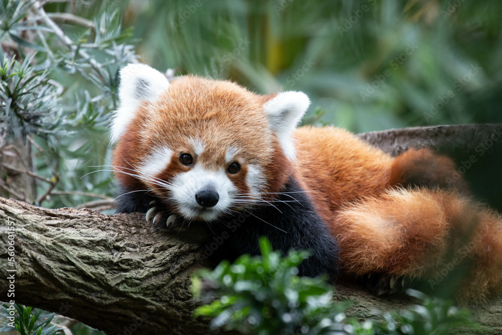 Obraz premium Close up cute Red Panda on the Tree