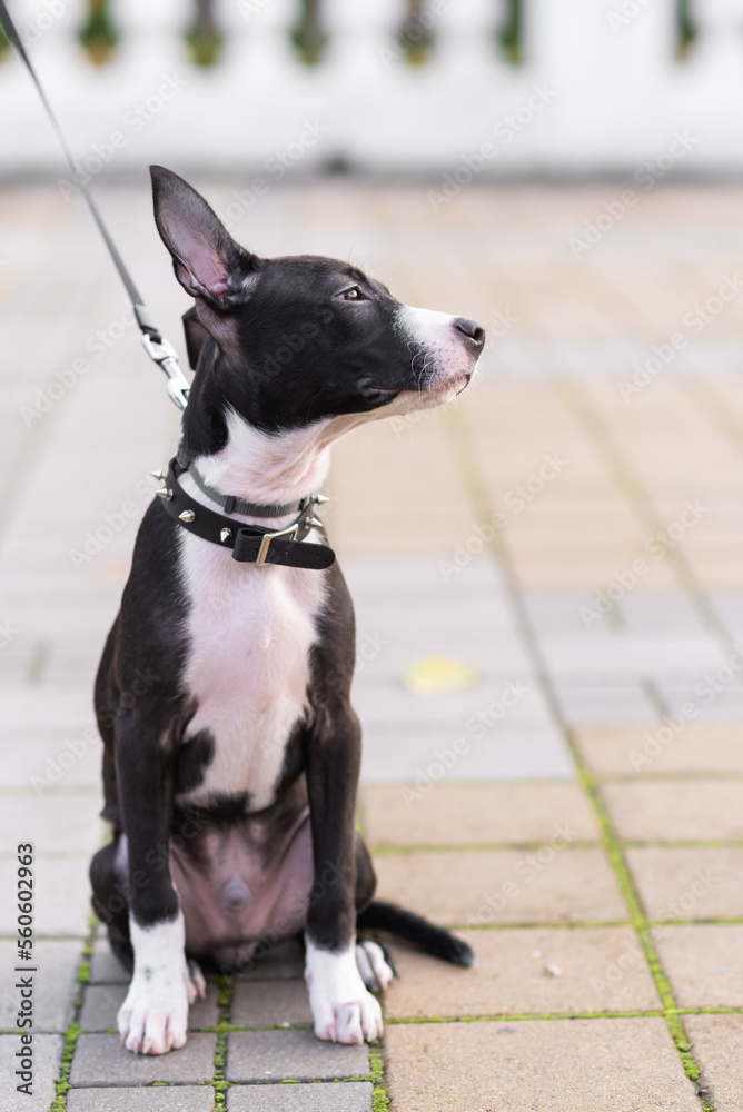 Cute puppy in black and white in a collar with spikes. Sitting, looking away. Dog mix: Staffordshire Terrier and Pit Bull Terrier