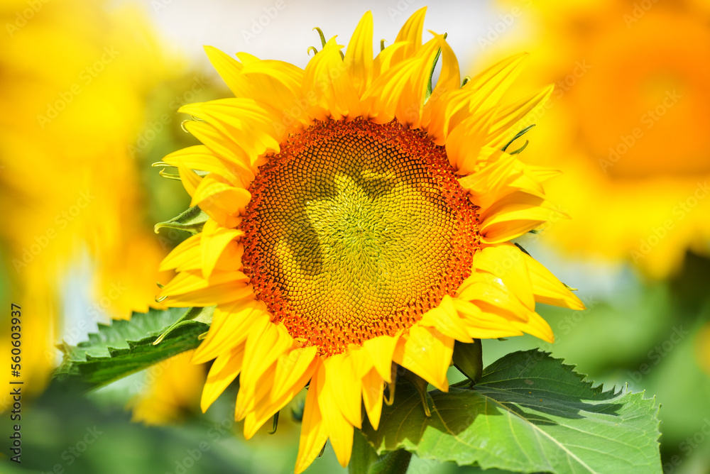 Obraz premium Sunflower close-up