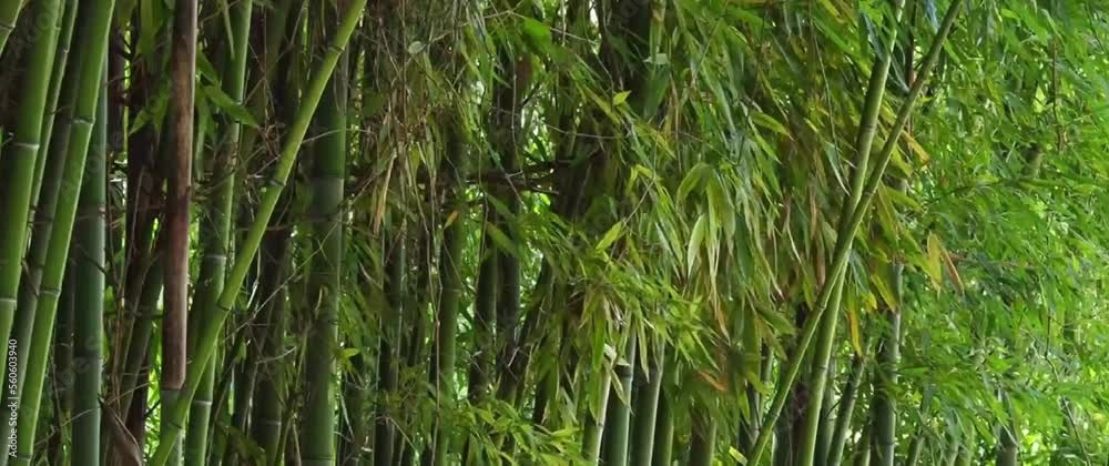 a thick grove of bamboo trees blowing in the cool breeze a thick grove of bamboo trees blowing in the cool breeze