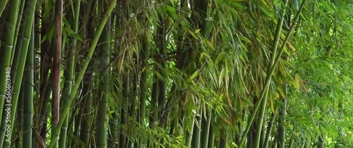 a thick grove of bamboo trees blowing in the cool breeze