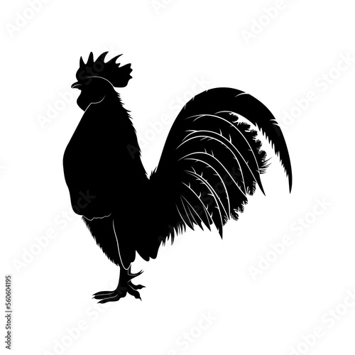 Silhouette rooster on a white background