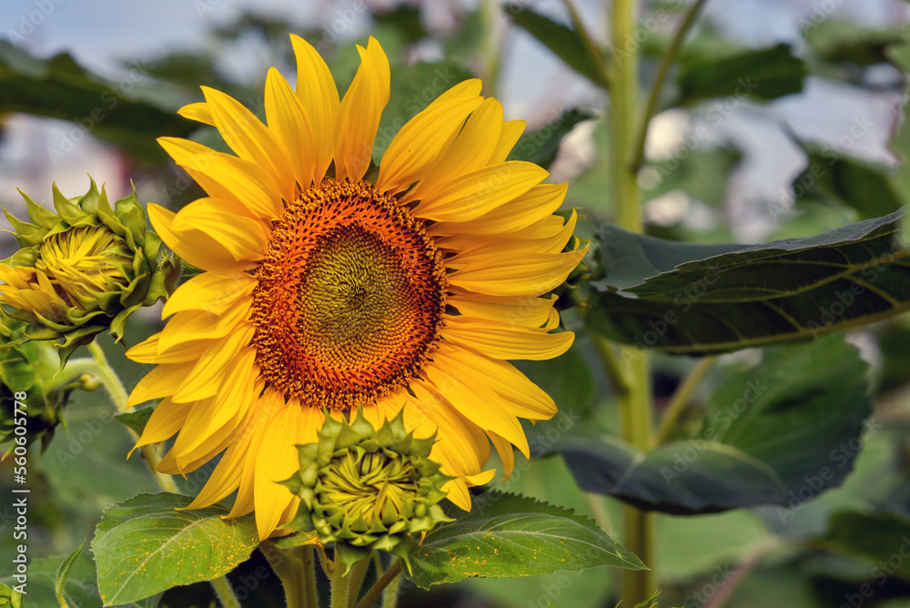 Obraz premium Sunflower close-up