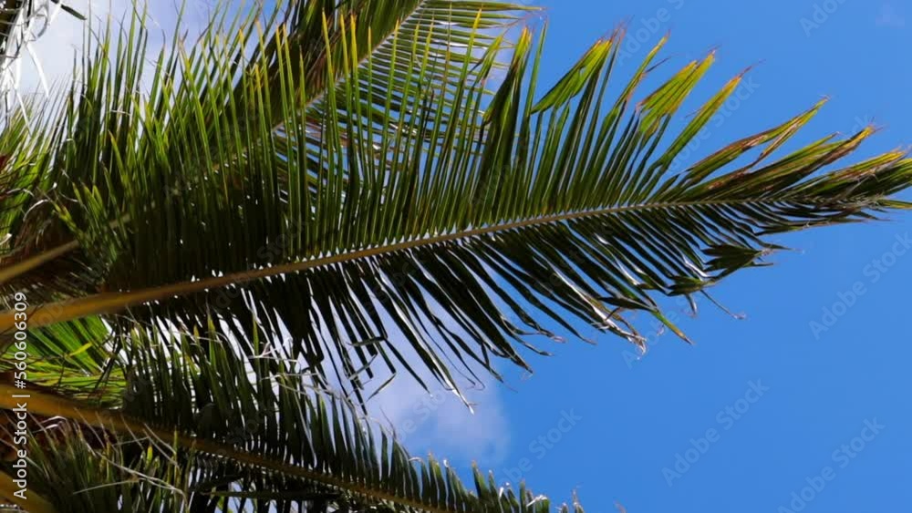 Panning Defocused Low Angle View Of Palm Tree Branches Under Blue Sky - Oahu, Hawaii Panning Defocused Low Angle View Of Palm Tree Branches Under Blue Sky - Oahu, Hawaii