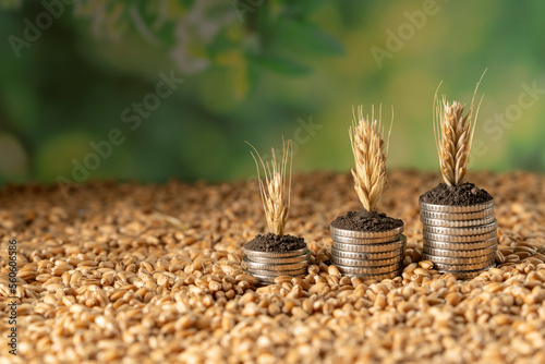 Growing money in the soil with ripe wheat spikelets. Concept, business and agriculture success finance. Agriculture plant sowing growing step concept in the garden