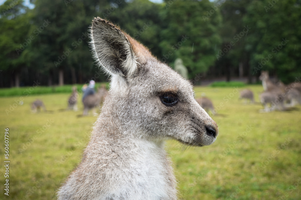 A fluffy Kangaroo