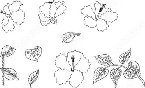 Black and white Hibiscus vector set isolate on white background.