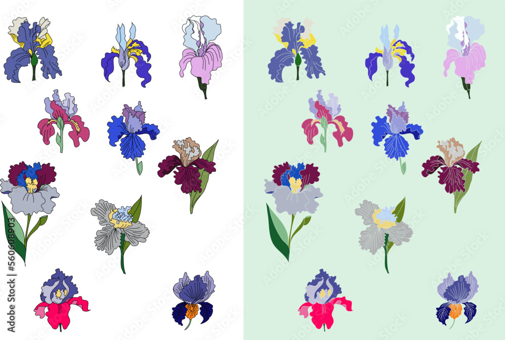 Vector illustration iris flower background.tropical Japanese flower and botanical iris flower garden.