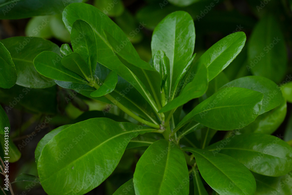Branch with leaves of the coastal shrub Beach naupaka. Branch with leaves of the coastal shrub Beach naupaka.