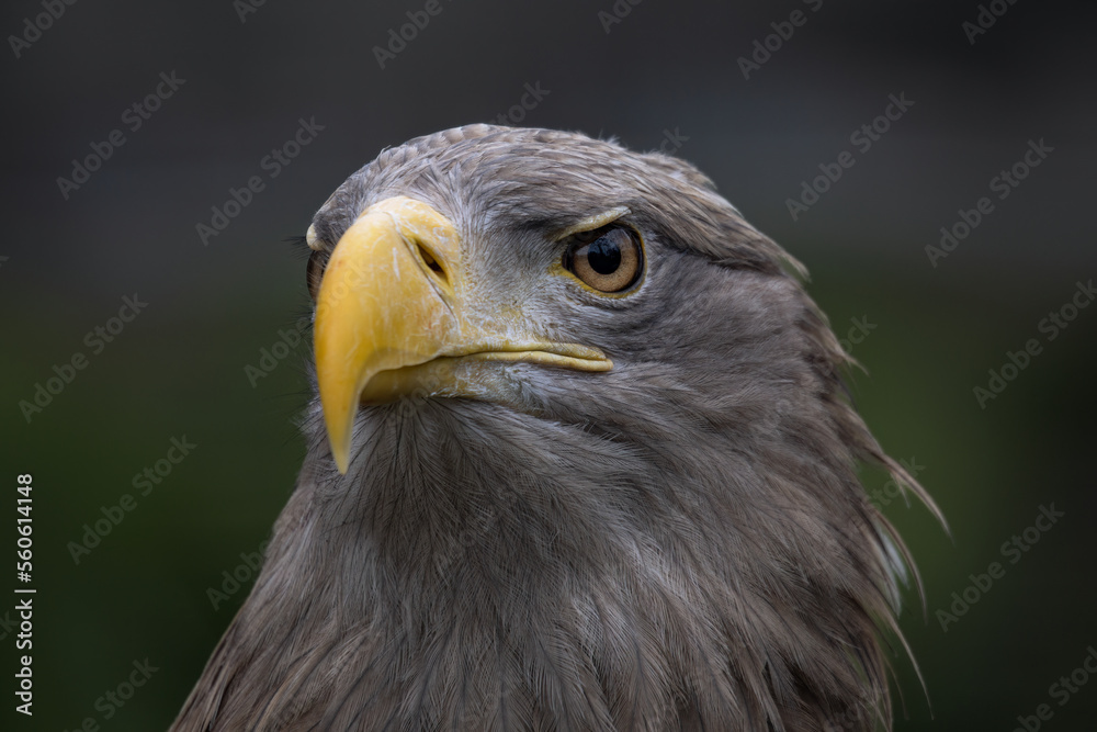 Sea eagle portrait with dark background. Sea eagle portrait with dark background.