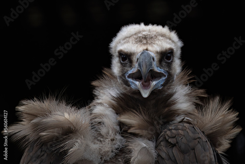 Portrait of a vulture with a dark background.