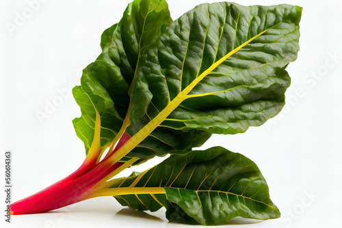 One natural Chard leaf
