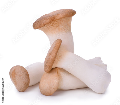 Mushroom royal isolated on white background