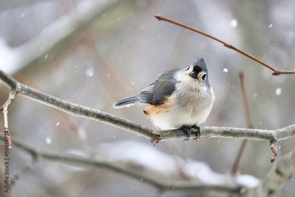 Obraz premium tufted titmouse bird on a branch in the snow