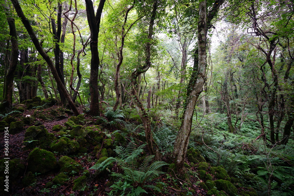 fine path to deep forest