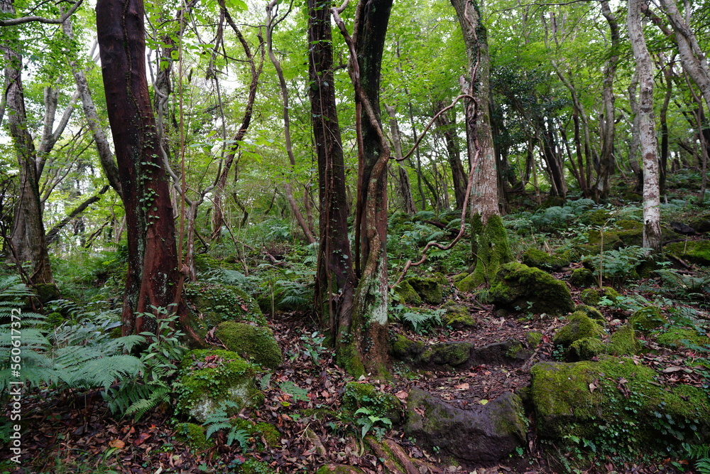 Obraz premium fine path along mossy rocks and trees