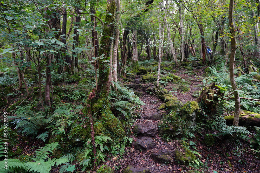Fototapeta premium fine path along mossy rocks and trees