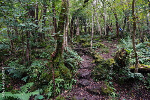 fine path along mossy rocks and trees