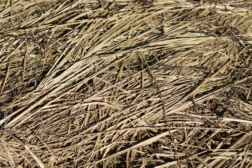 Dry grass in spring. Plant texture. Dry grass in spring. Plant texture.
