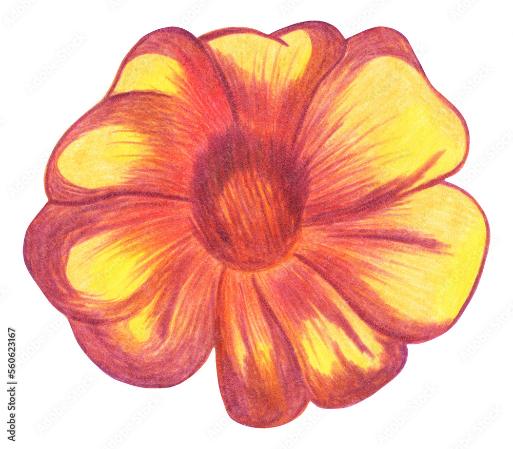 Red Marigold Isolated on White Background. Marigold Flower Element Drawn by Colored Pencil.