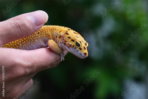 Exotic pet of Afghan yellow leopard gecko crawling around the palm of a man's hands photo