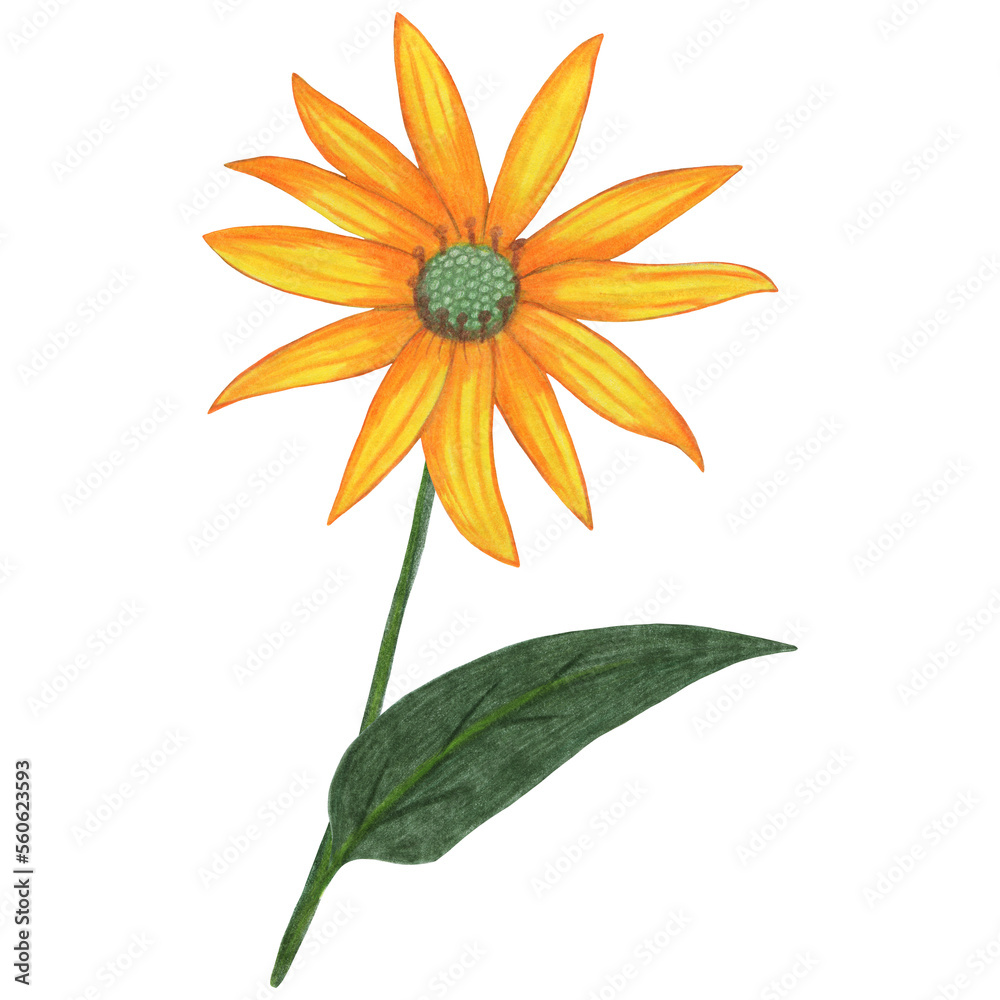 Fototapeta premium Yellow Topinambur with Green Leaves Isolated on White Background. Jerusalem Artichoke Flower Element Drawn by Colored Pencil.