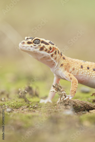 beautiful gecko