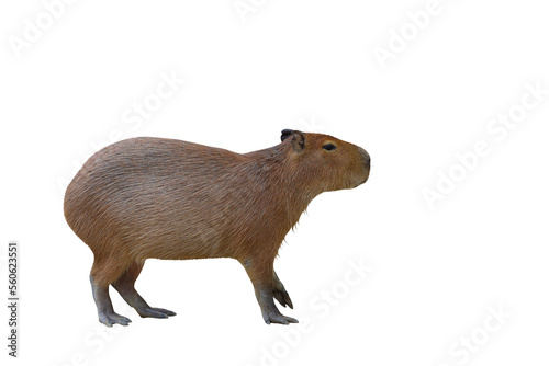 Capybara standing isolated on transparent background.