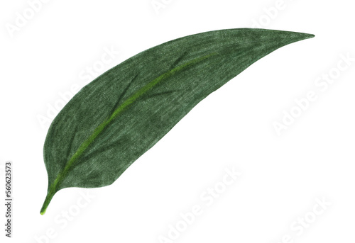 Green Leaf of Chrysanthemum Isolated on White Background. Flower Leaf Element Drawn by Colored Pencil.
