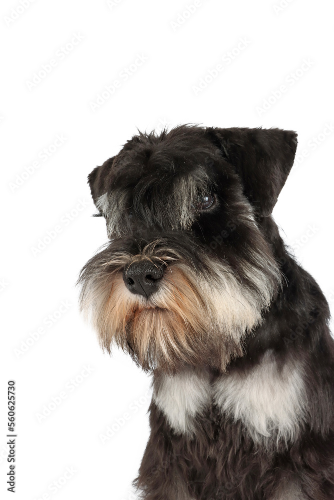 portrait of puppy miniature schnauzer isolated on white 