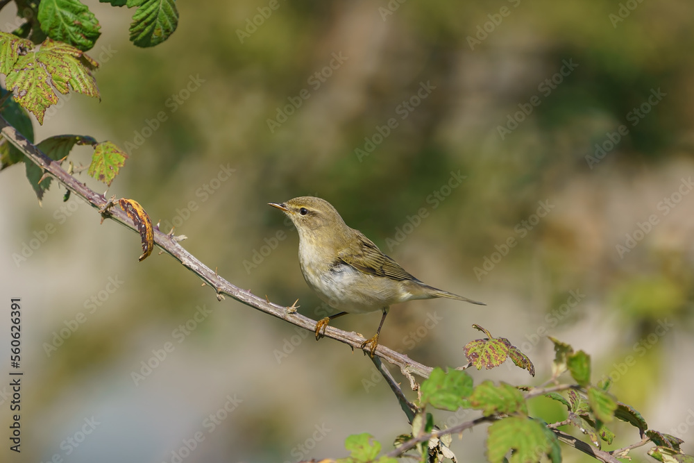 Common Chiffchaff (Phylloscopus collybita) perched on a tree branch Common Chiffchaff (Phylloscopus collybita) perched on a tree branch