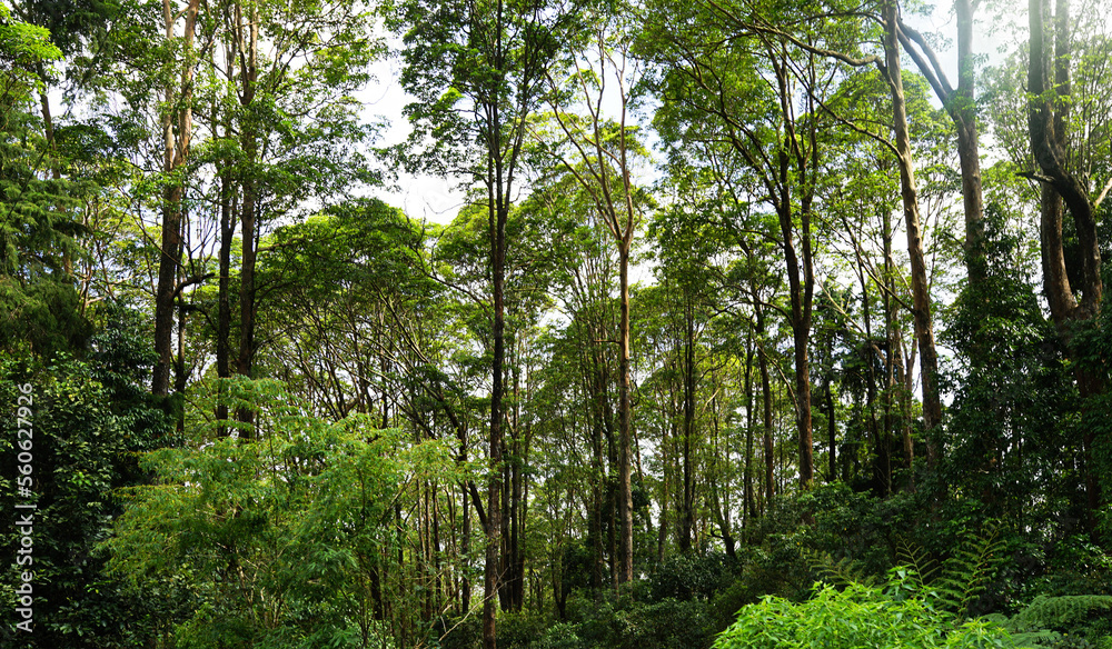 Beautiful forest panorama with bright sunlight shining through the trees Beautiful forest panorama with bright sunlight shining through the trees
