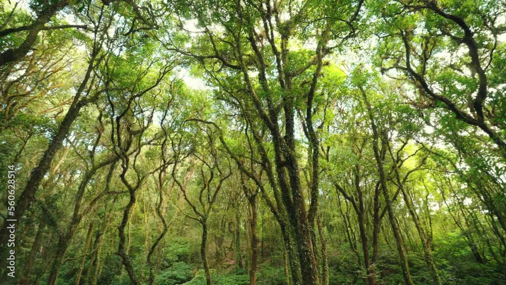 Wild pine forest with green moss under trees beautiful sunny and sunrise in the forest Wild pine forest with green moss under trees beautiful sunny and sunrise in the forest