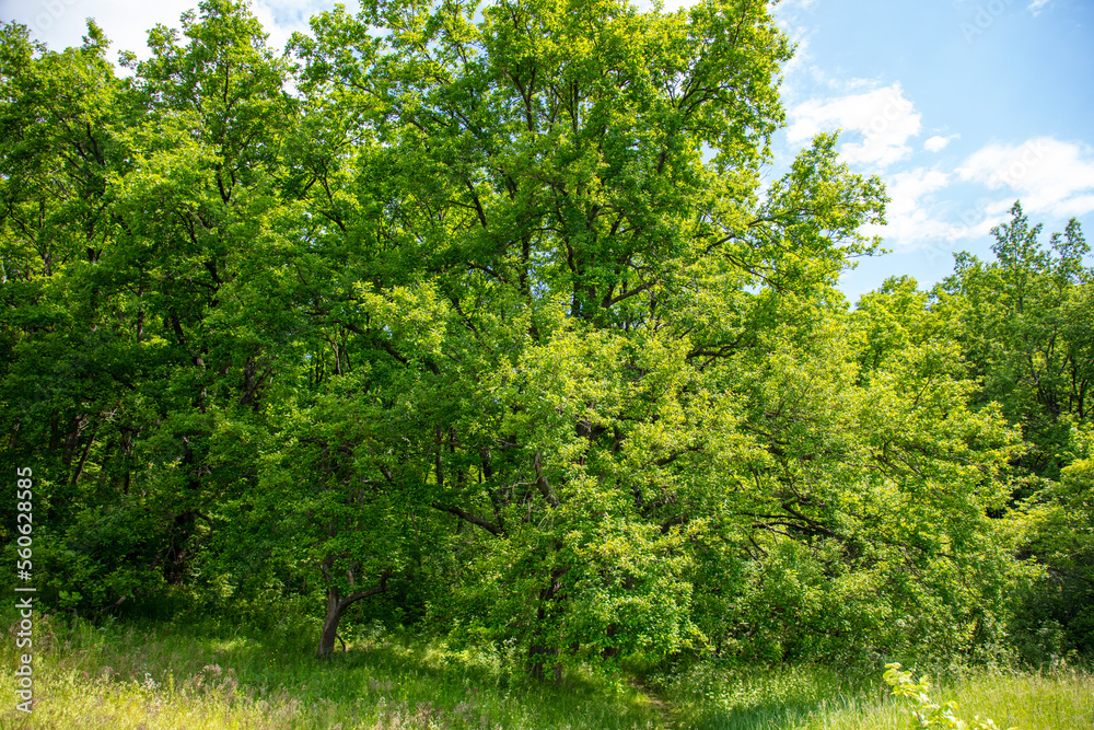 Green trees in the forest in summer. Green trees in the forest in summer.