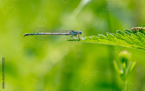 Dragonfly on green grass in nature