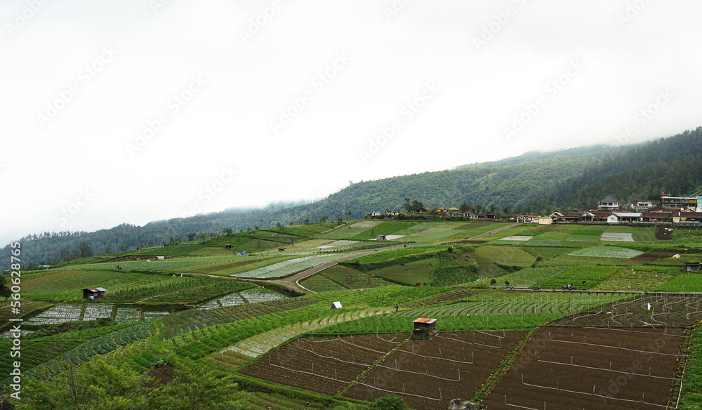 panoramic beauty of misty morning with rice fields in Tawangmangu