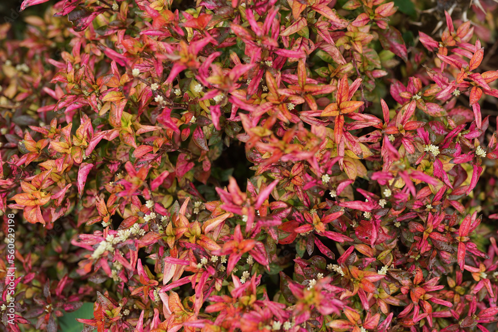 Beautiful Alternanthera ficoidea red as know as Krokot Kriminil or krokot daun merah in Indonesia Beautiful Alternanthera ficoidea red as know as Krokot Kriminil or krokot daun merah in Indonesia