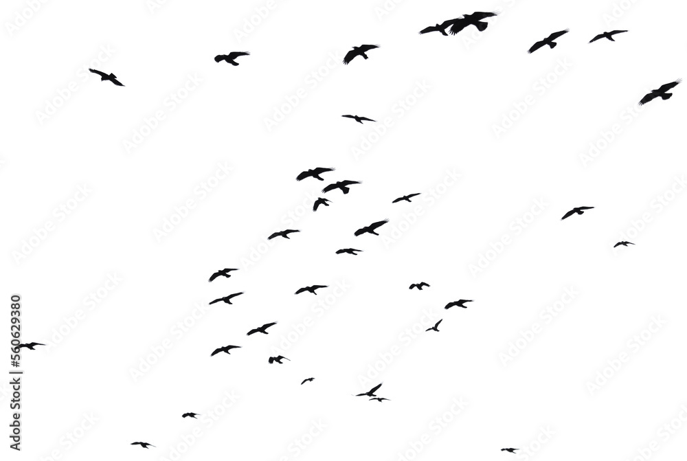 Obraz premium Flock of raven birds isolated on white