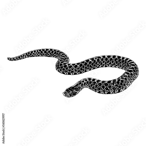 Western Hognose Snake hand drawing. Vector illustration isolated on background.