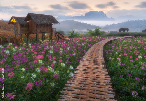 Sunrise on Doi Luang Chiang Dao mountain with fog and blooming flowers garden at Chiang rai, Thailand