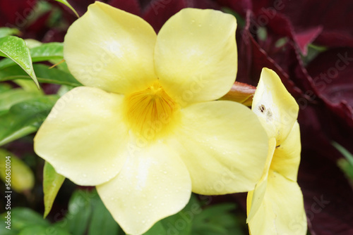 beautiful yellow Alamanda flowers in the garden