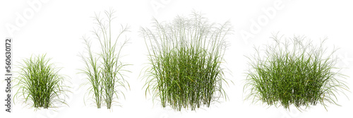 Cut out green grass field transparent backgrounds 3d rendering png file photo
